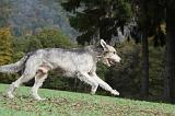 IRISH WOLFHOUND 179
